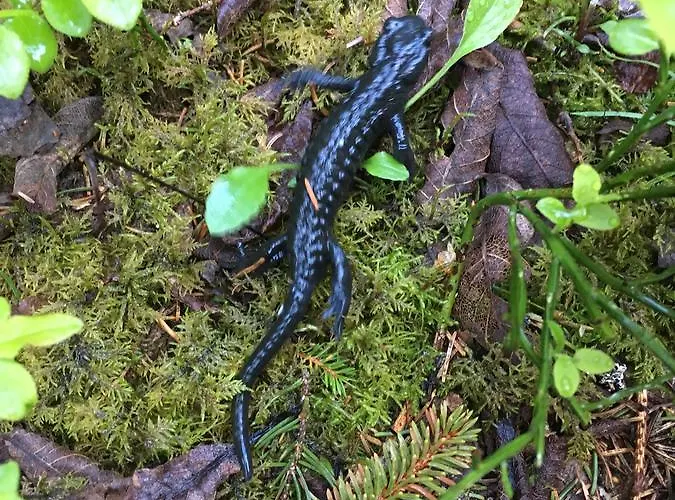Terrasse Nessental Gasthof *